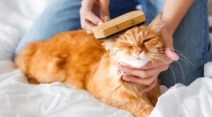Пролетна молба при котки. Как да се справим с него?